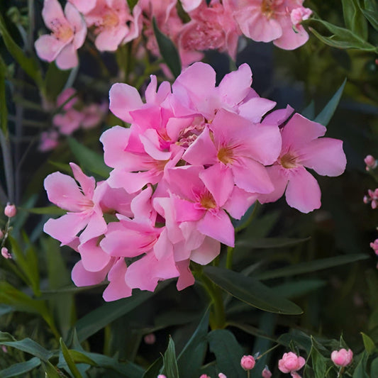 Nerium Oleander Pink Flowering Shrub Cuttings – 7 Inches, Live Propagation Starter for Garden, Hedge, Landscape