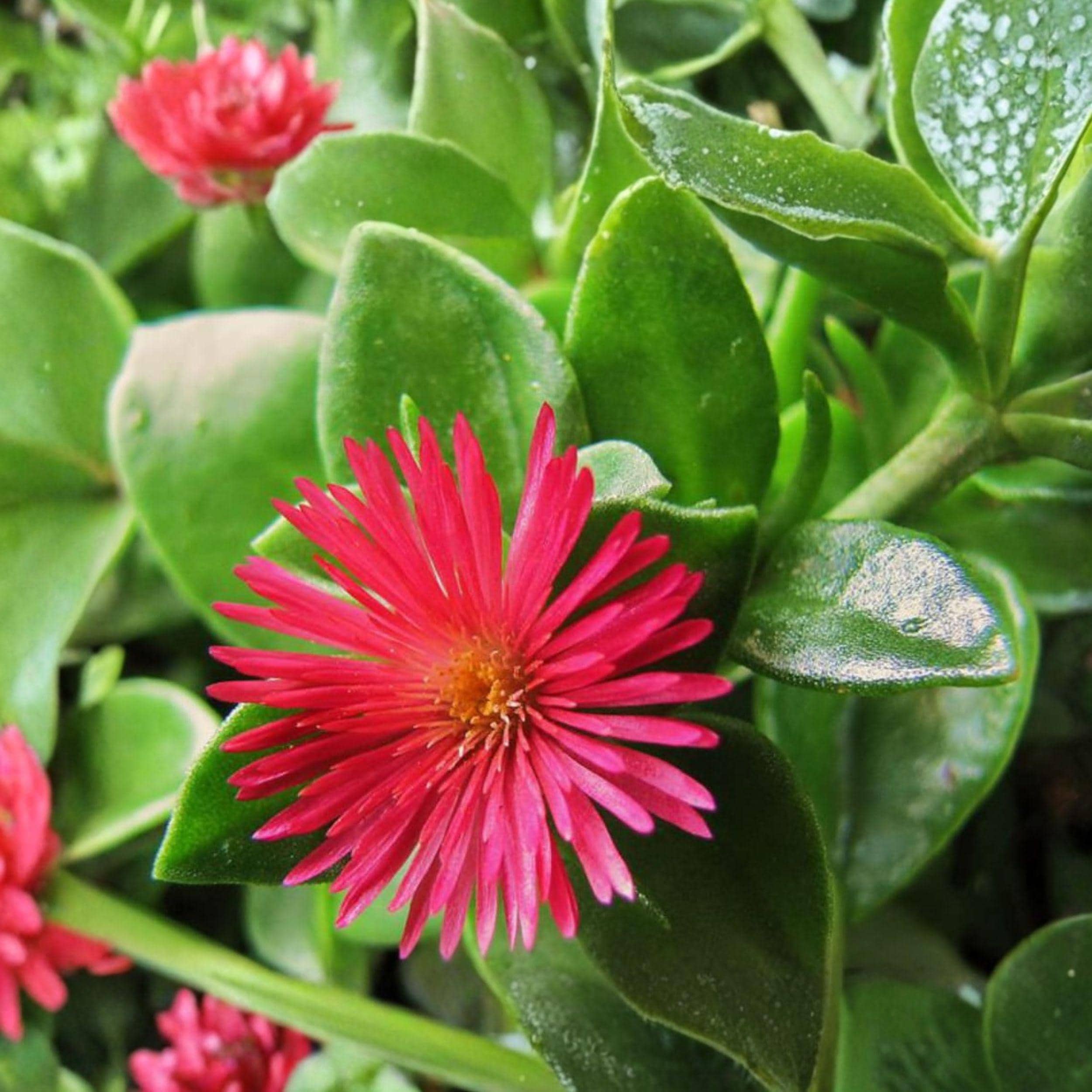 Aptenia cordifolia Cuttings | Baby Sun Rose Succulent Ground Cover | Red Pink Flowers | Unrooted Propagation Plant