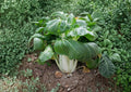 Pak Choi White Stem Cabbage Seeds – Heirloom Non-GMO Vegetable Seeds for Garden Planting, Chinese Bok Choy Crisp Leaf Greens
