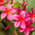 Pink Plumeria Cutting | Frangipani Starter Plant | Tropical Garden or Container | Plumeria rubra