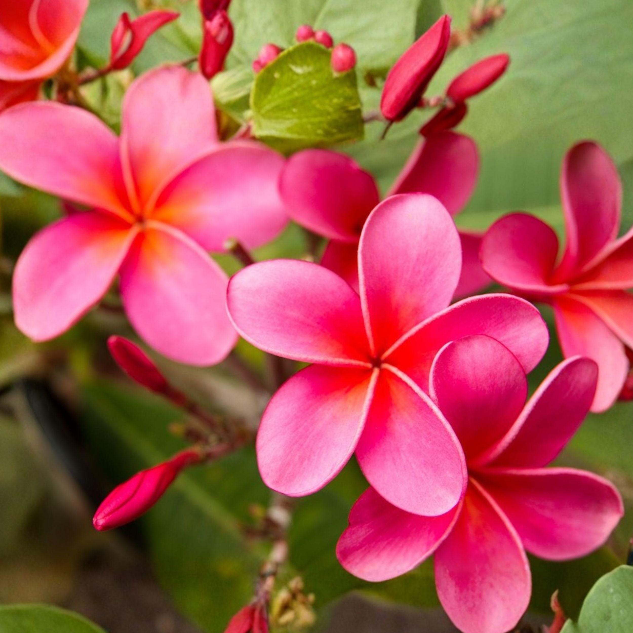 Pink Plumeria Cutting | Frangipani Starter Plant | Tropical Garden or Container | Plumeria rubra