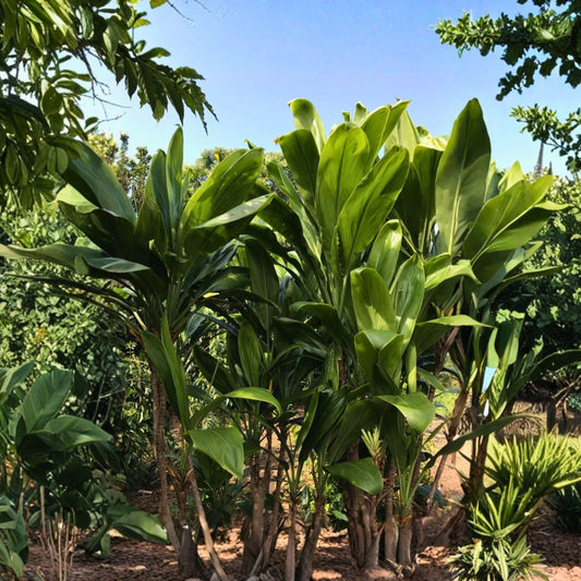 Green Ti Leaf Cuttings - Cordyline fruticosa Tropical Foliage Starter for Garden & Container Planting
