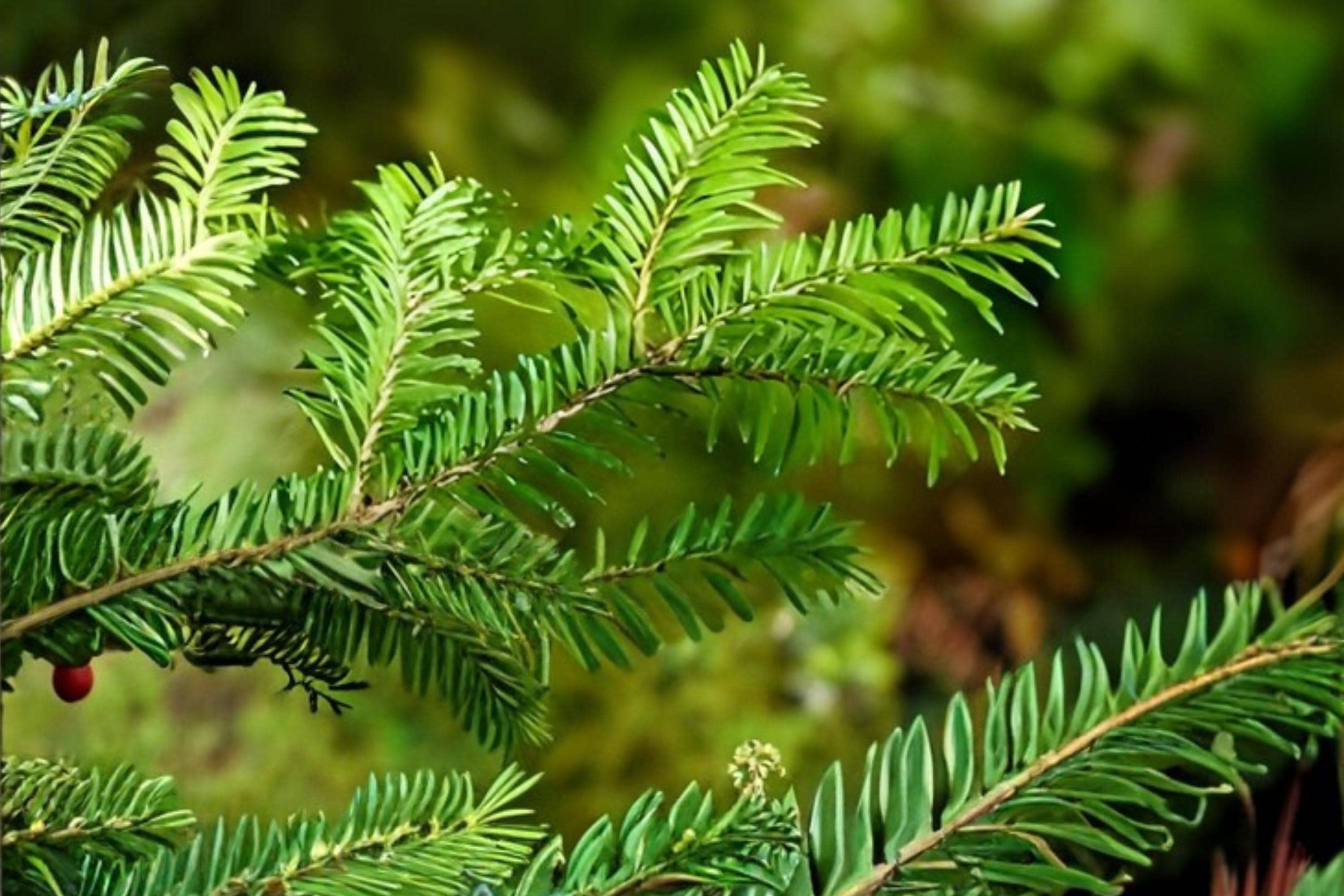 Balsam Fir Seeds 30 Pack | Evergreen Tree Seeds Abies balsamea | Fragrant Needles & Conical Shape