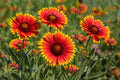 Blanket Flower Seeds 25 Gaillardia aristata Bright Drought-Tolerant Wildflower for Gardens, Borders, Pollinator Attracting