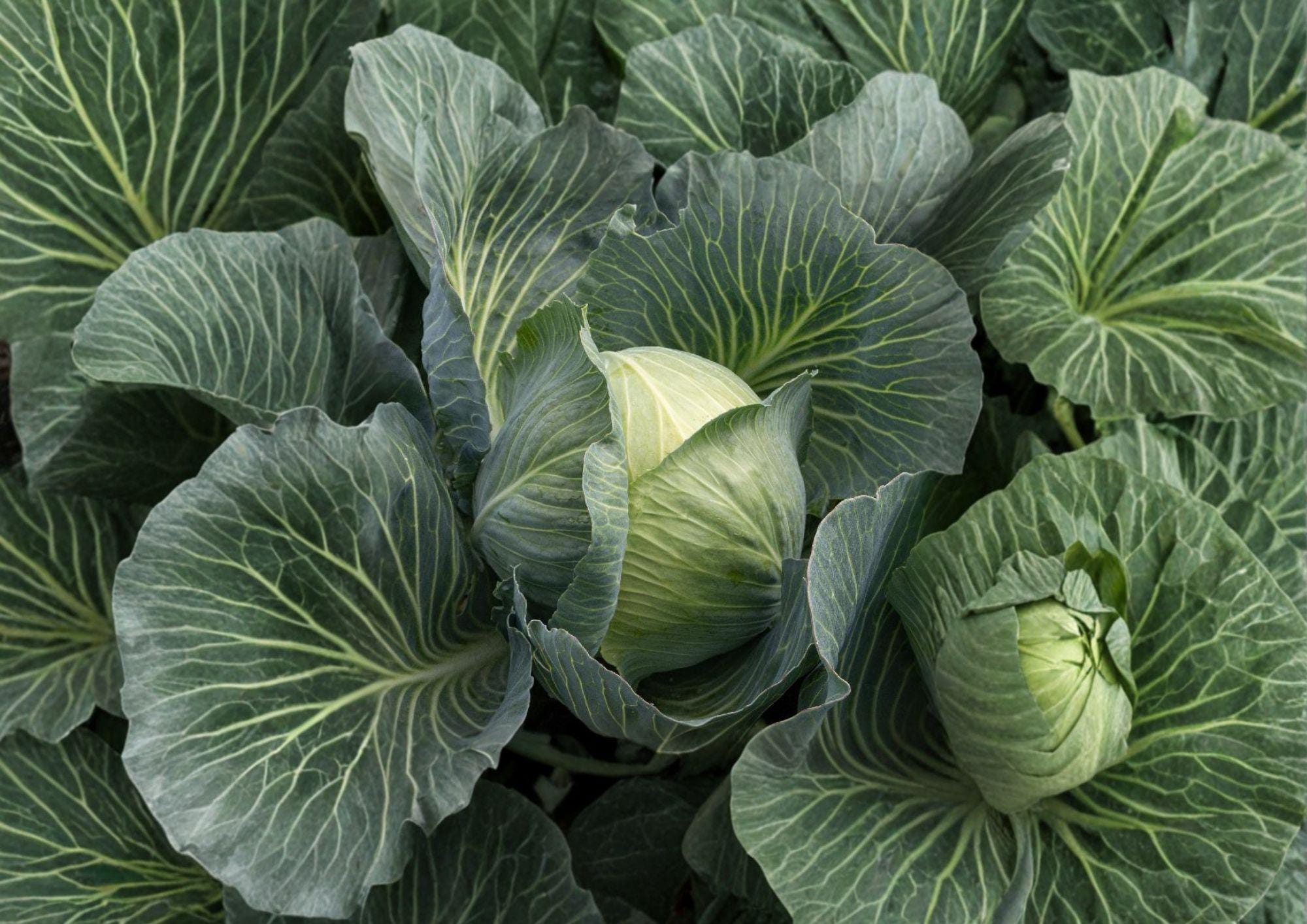 500+ Early Round Dutch Cabbage Seeds – Heirloom Non-GMO Vegetable Seeds for Garden Planting, Round Head Cabbage, Crisp Leaves