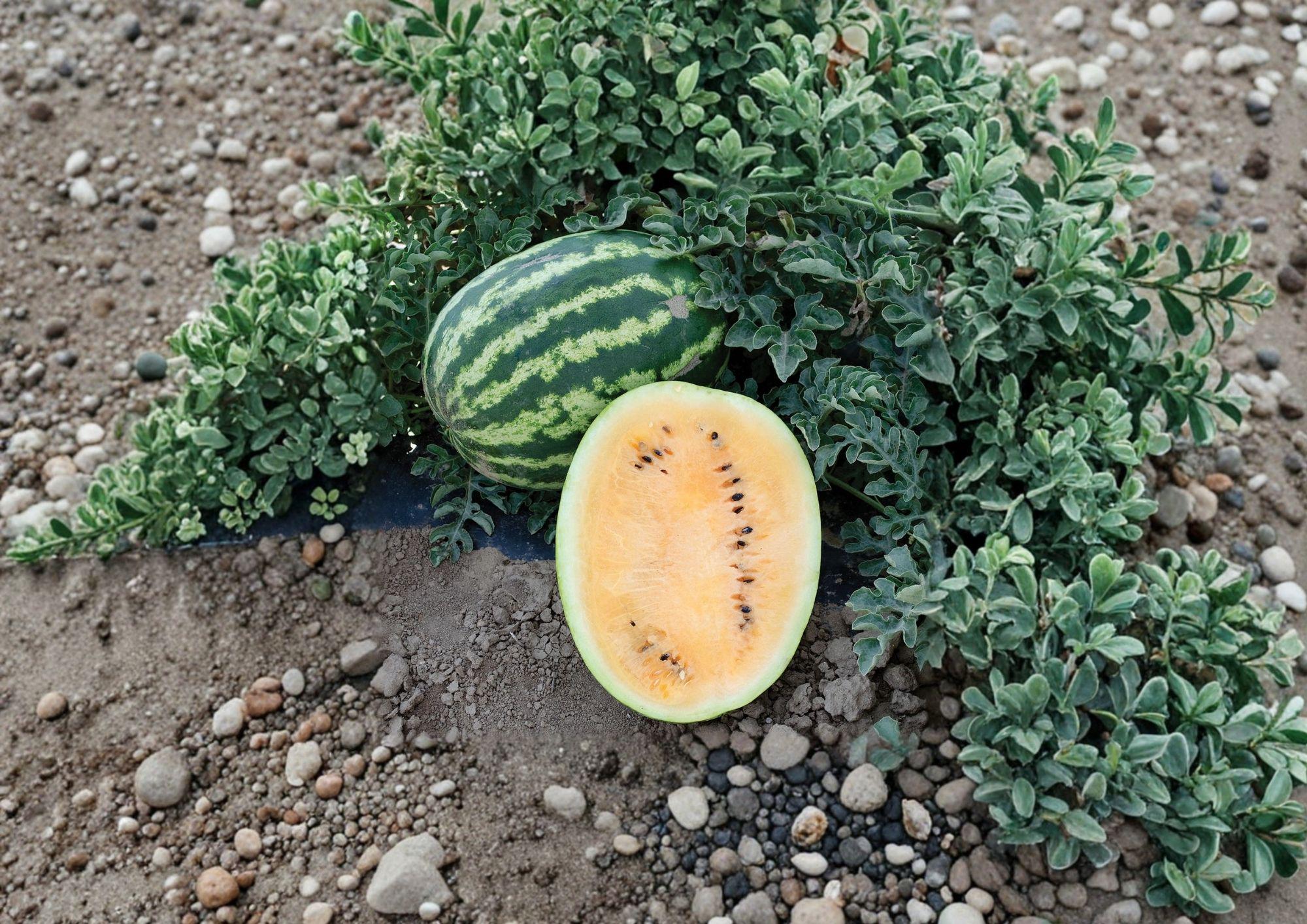 10 Orange Krush Watermelon Seeds – Heirloom Rare Sweet Orange Flesh Melon Seeds for Garden Planting, Juicy Summer Fruit Variety