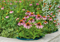 Purple Coneflower Seeds, 300+ Perennial Wildflower Echinacea, Pollinator Friendly, Drought Tolerant, Garden Planting, Medicinal Flower