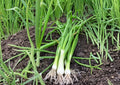 White Lisbon Onion Seeds – 250+ Bunching Scallion Heirloom Vegetable Seeds for Garden Planting, Fast Growing Green Onions