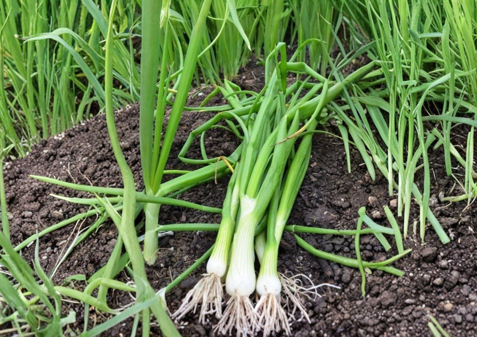 White Lisbon Onion Seeds – 250+ Bunching Scallion Heirloom Vegetable Seeds for Garden Planting, Fast Growing Green Onions