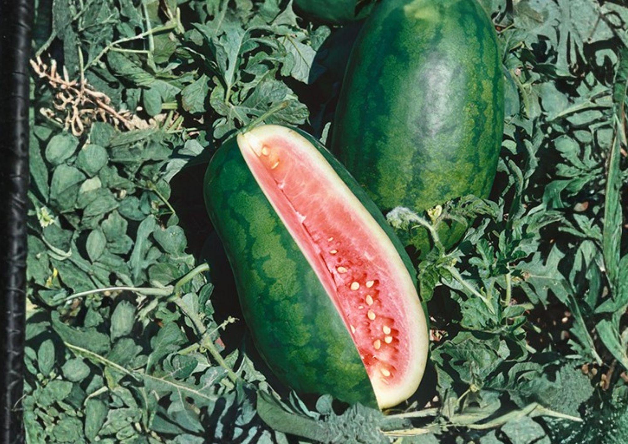 Congo Watermelon Seeds – Heirloom Organic Non-GMO Large Red Flesh Melon Seeds for Garden Planting, Summer Fruit Variety