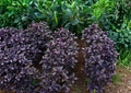 Dark Opal Basil Seeds – Organic Heirloom Herb Seeds for Garden, Culinary, Aromatic Purple Basil, Fresh Leaves, BloomHavenNursery