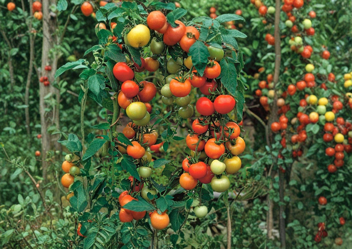 Moneymaker Tomato Seeds – Heirloom Non-GMO Vegetable Seeds for Garden, High Yield Slicing Tomato, Fast Shipping