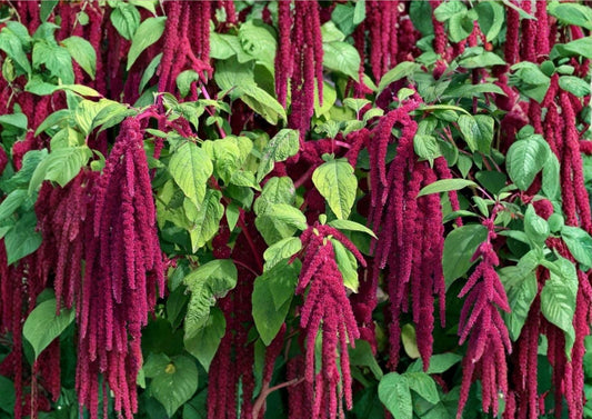 Love Lies Bleeding Amaranthus Seeds – Drought Tolerant Red Hanging Flower Seeds for Garden, Ornamental Dried Flowers, Non-GMO