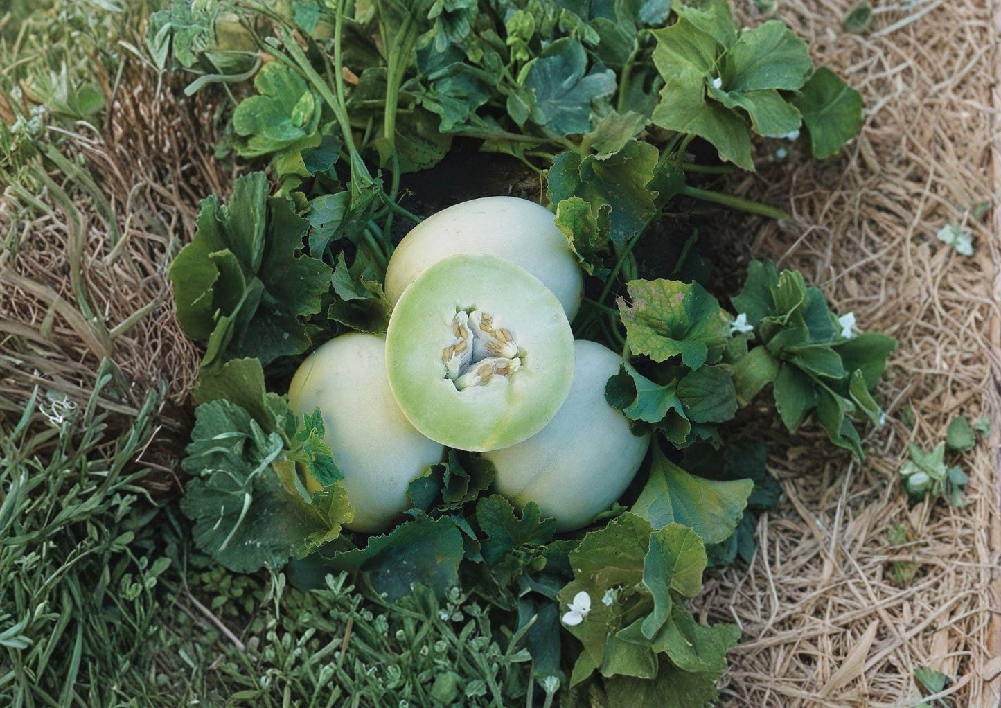 Honeydew Seeds 50+ Green Flesh Heirloom Non-GMO Winter Melon for Garden Planting, Sweet Juicy Summer Fruit Variety