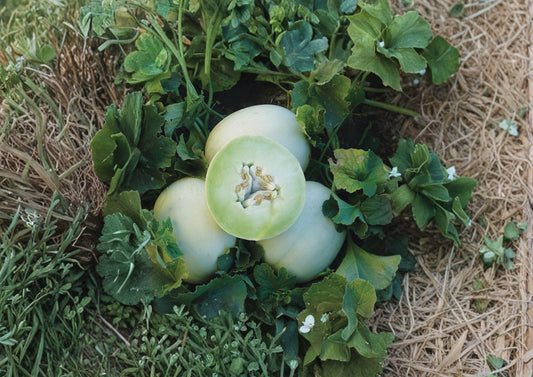 Honeydew Seeds 50+ Green Flesh Heirloom Non-GMO Winter Melon for Garden Planting, Sweet Juicy Summer Fruit Variety