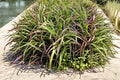 Purpletop Grass Seeds – Tridens flavus, Native Perennial Ornamental & Meadow Grass, 500 Seeds