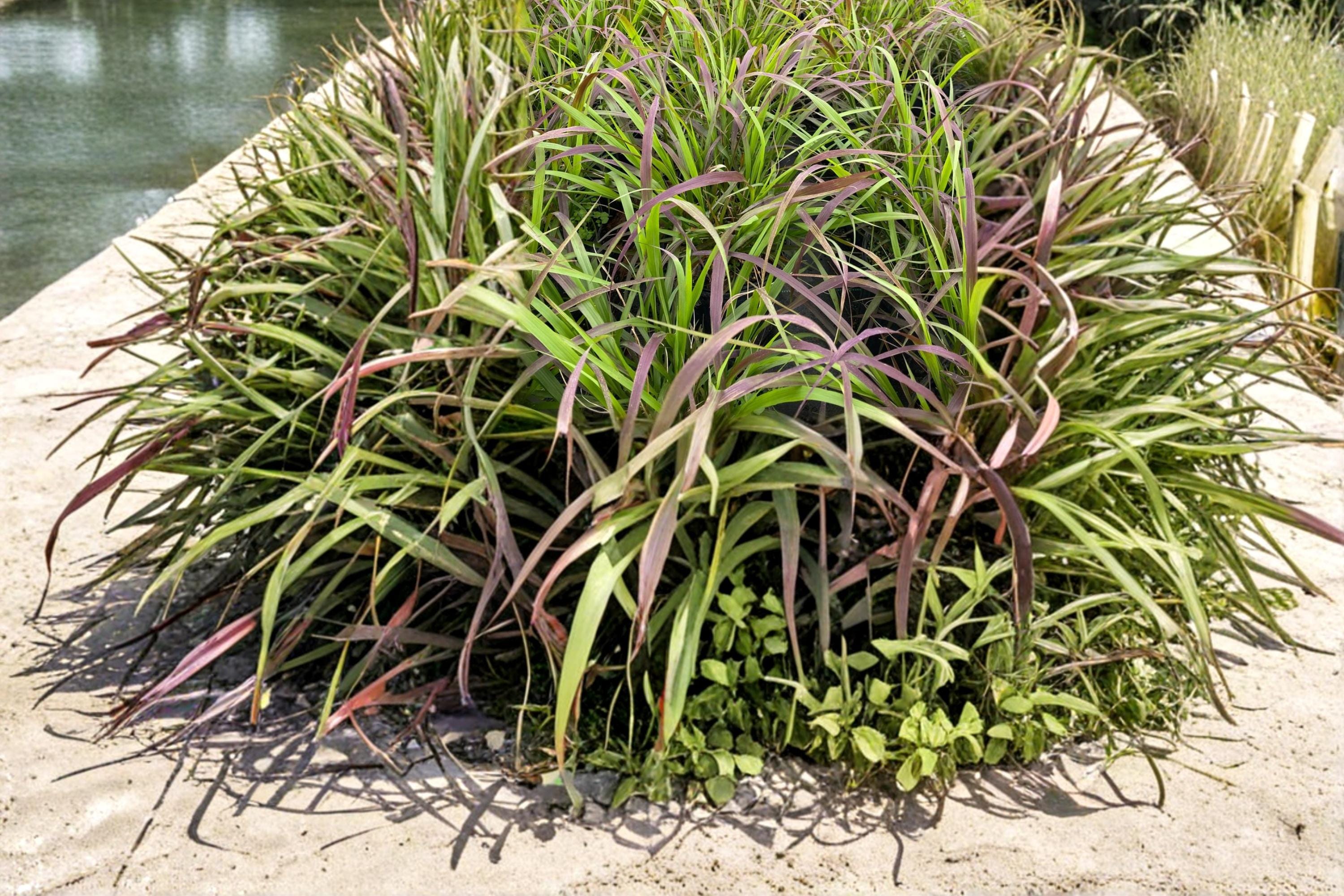 Purpletop Grass Seeds – Tridens flavus, Native Perennial Ornamental & Meadow Grass, 500 Seeds