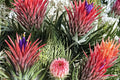 Tillandsia ionantha Seeds – Bromeliad Air Plant, Compact, Colorful Bracts, Ornamental, Tropical, Perennial, Indoor Plant Seed