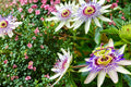 Passion Flower Seeds – Passiflora caerulea – Climbing Ornamental Vine for Trellises & Vertical Gardens