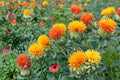 Zanzibar Safflower Seeds – Carthamus tinctorius – Bright Orange and Gold Annual Flower for Garden & Floral Arrangements