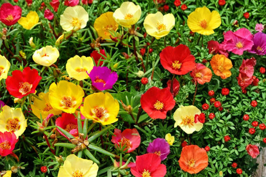 Moss Rose Seeds – Portulaca grandiflora – Colorful Annual Flower for Gardens & Containers