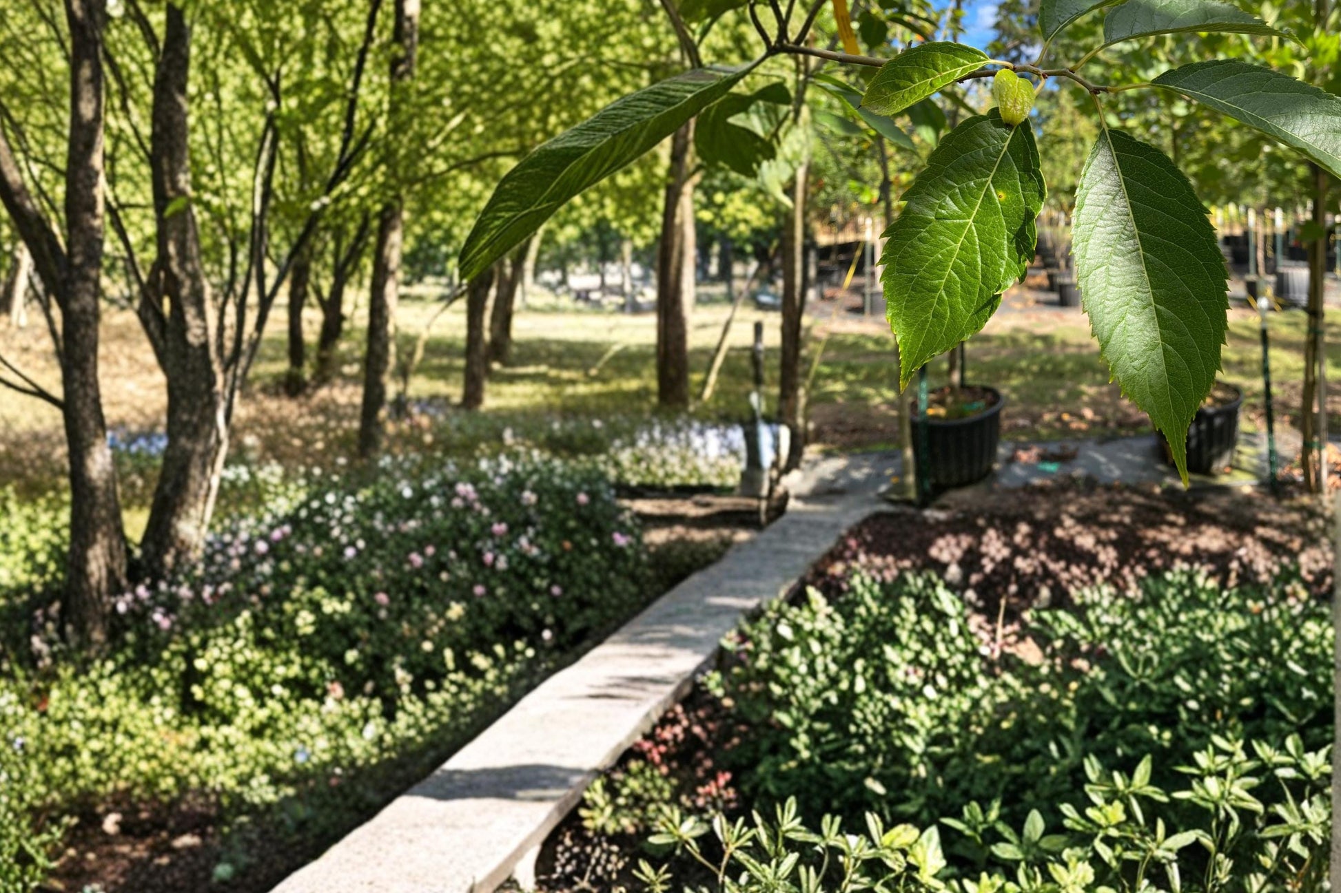 Hardy Rubber Tree Seeds – Eucommia ulmoides, Deciduous Ornamental Shade Tree, Cold Hardy Landscape Plant