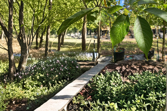 Hardy Rubber Tree Seeds – Eucommia ulmoides, Deciduous Ornamental Shade Tree, Cold Hardy Landscape Plant