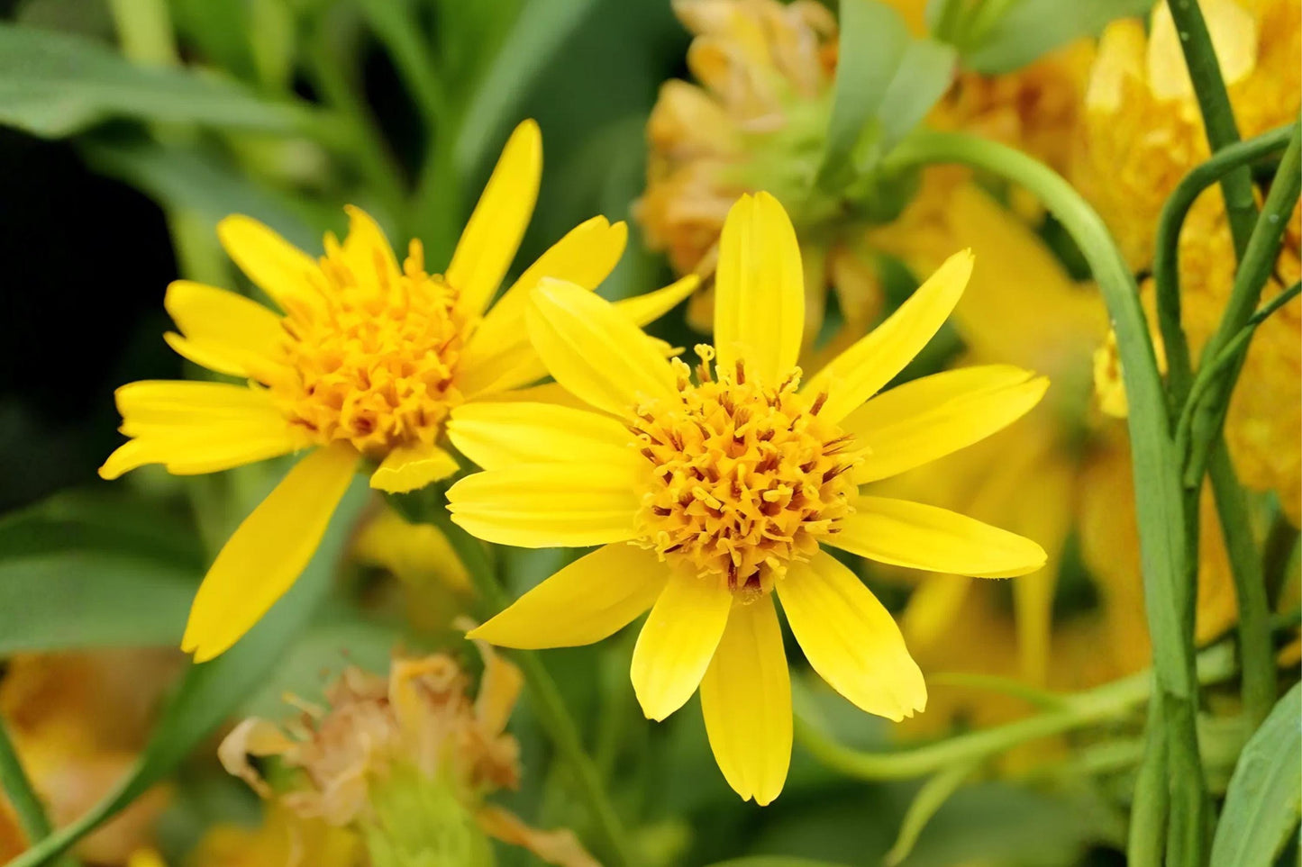 Meadow Arnica Seeds (100) - Native Wildflower with Yellow Daisies - Arnica chamissonis for Pollinator Gardens & Natural Landscapes