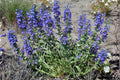 Sand Penstemon Seeds (50) | Native Wildflower for Xeriscape, Drought Tolerance | Penstemon acuminatus