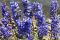 Pagoda Penstemon Seeds (Penstemon angustifolius) - Native Wildflower for Xeriscaping, Pollinator Gardens, Drought Tolerant