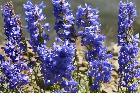 Pagoda Penstemon Seeds (Penstemon angustifolius) - Native Wildflower for Xeriscaping, Pollinator Gardens, Drought Tolerant