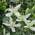 Sweet Autumn Clematis Cuttings | Fragrant White Star Flowers | Clematis terniflora Vine | 10 Fresh Unrooted Cuttings