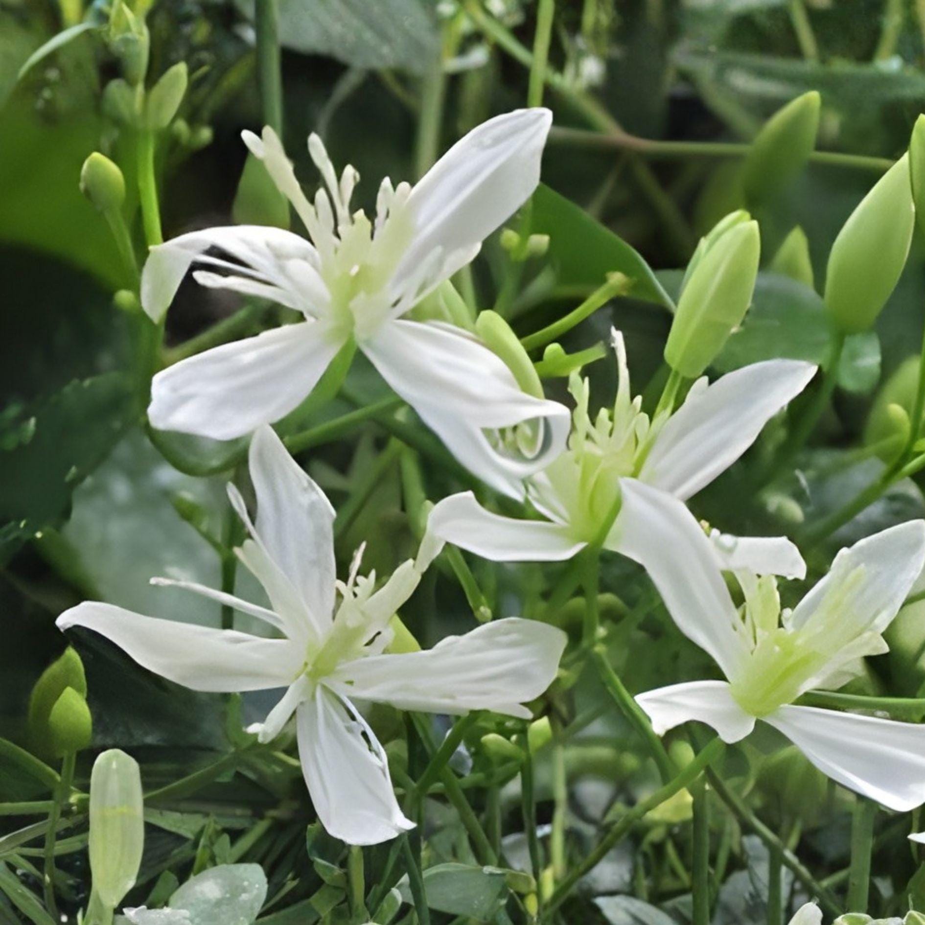 Sweet Autumn Clematis Cuttings | Fragrant White Star Flowers | Clematis terniflora Vine | 10 Fresh Unrooted Cuttings