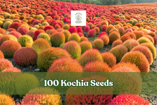 Kochia Seeds 100 Pack | Burning Bush Summer Cypress | Bassia scoparia | Color-changing foliage