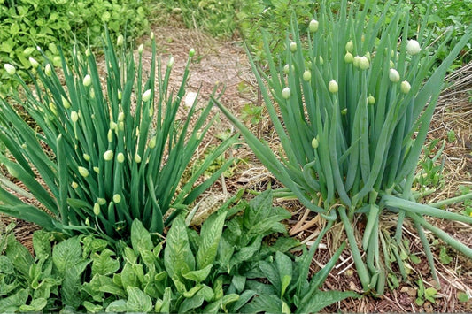 Nebuka Bunching Onion Seeds, Allium fistulosum, Herbaceous Vegetable, Clumping Green Onion, Garden & Container Plant