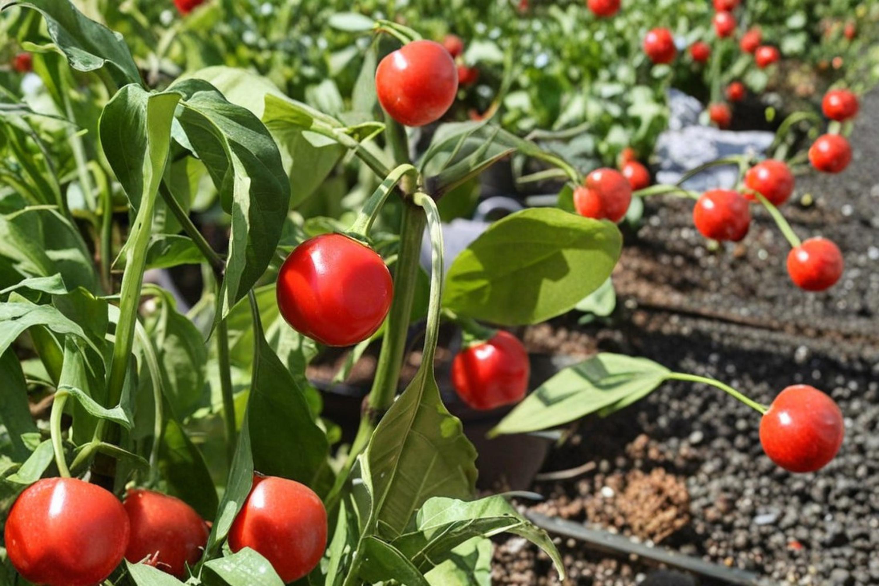 Red Cherry Pepper Seeds – Capsicum annuum, Compact Annual with Red Round Fruits, Moderate Heat, Garden & Container Plant