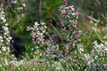 Calico Aster Seeds – Symphyotrichum lateriflorum – Native Perennial with White Flowers, Pollinator & Wildflower Garden Plant