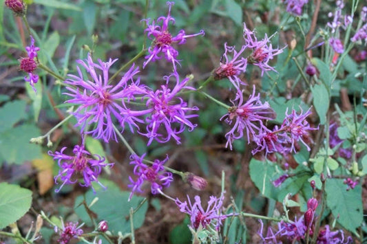 Narrow Leaf Ironweed Seeds – Vernonia angustifolia – Purple Wildflower Perennial for Prairie and Meadow Gardens