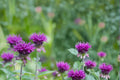 Purple Bergamot Seeds – Monarda media Herbaceous Perennial for Gardens, Borders & Meadows, Lavender to Purple Flowers