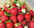 Ozark Beauty Strawberry Plants - 25 Bare Root Everbearing Fragaria × ananassa for Outdoor Garden, Sweet Fruit, Perennial