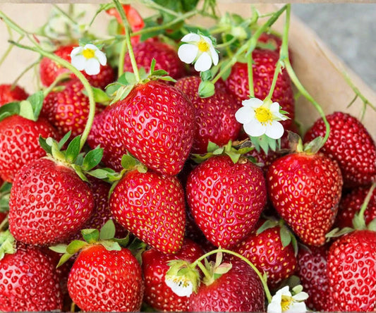 Ozark Beauty Strawberry Plants - 25 Bare Root Everbearing Fragaria × ananassa for Outdoor Garden, Sweet Fruit, Perennial