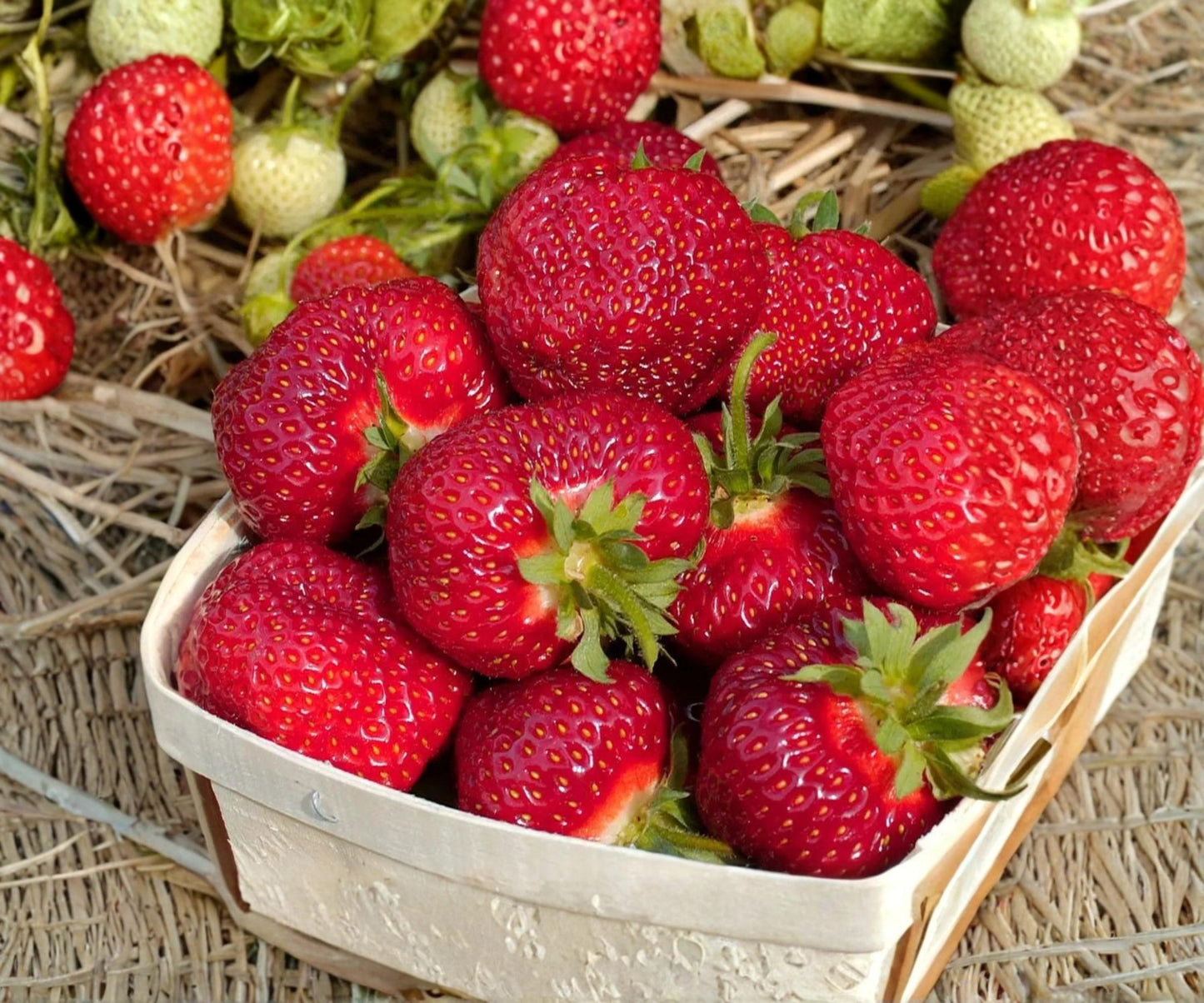 Honeoye Strawberry Bare Root Plants – June Bearing Edible Perennial for Fresh, Jam, and Wine Production