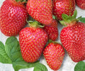 Allstar June-Bearing Strawberry Plants – 10 Bare Root, Sweet Juicy Berries, Disease-Resistant, Edible Perennials for Garden, Bulk Pack