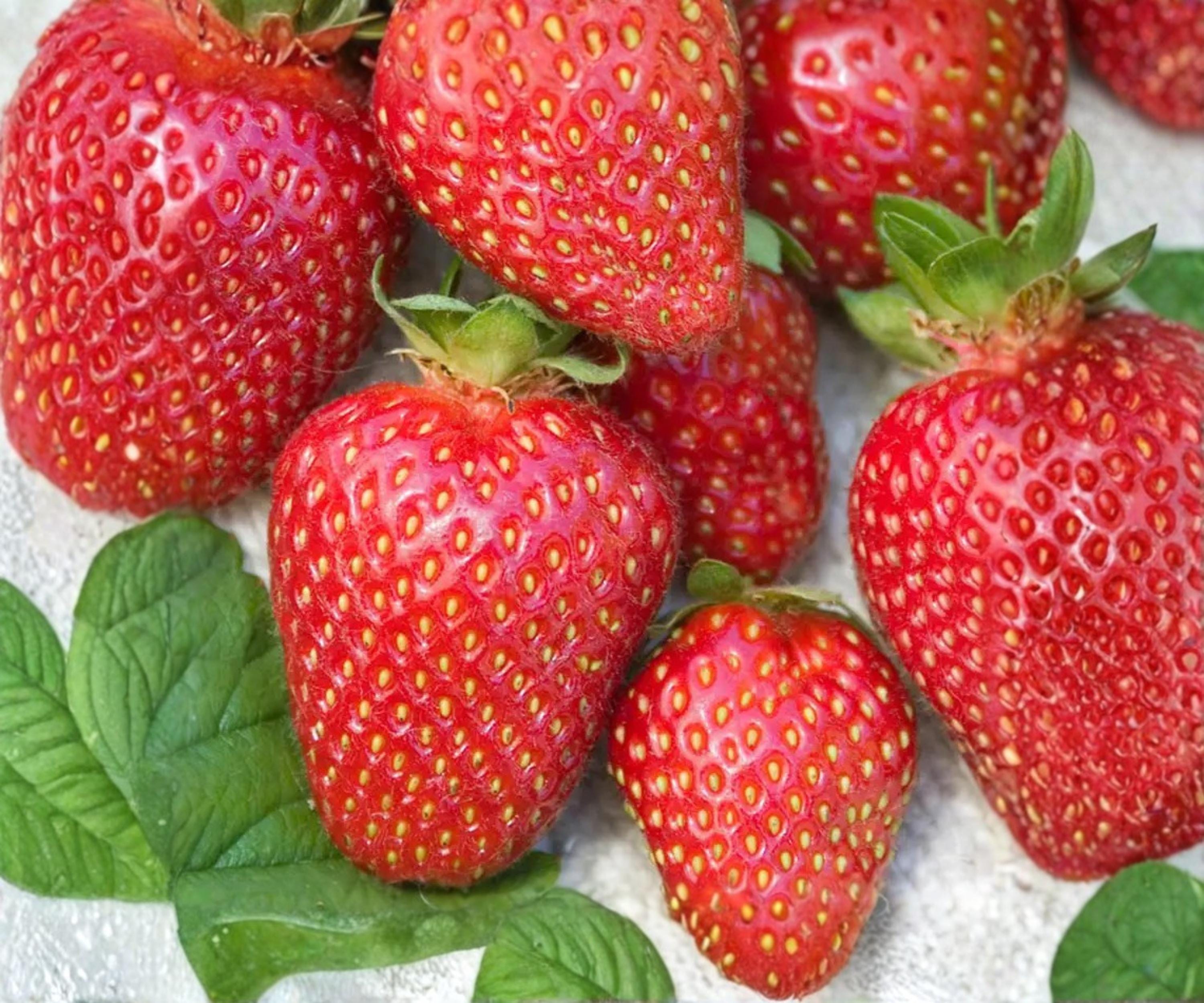 Allstar June-Bearing Strawberry Plants – 10 Bare Root, Sweet Juicy Berries, Disease-Resistant, Edible Perennials for Garden, Bulk Pack