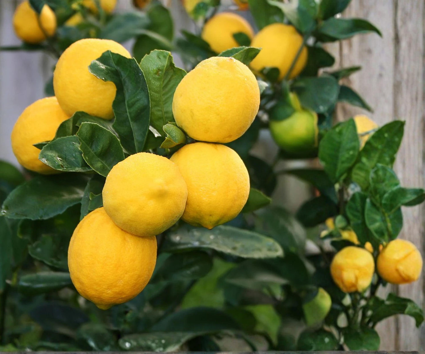 Meyer Lemon Tree Live Plant | 1-Gallon Pot Indoor Outdoor Citrus Fruit Tree | Fragrant, Juicy Lemons, Easy Care