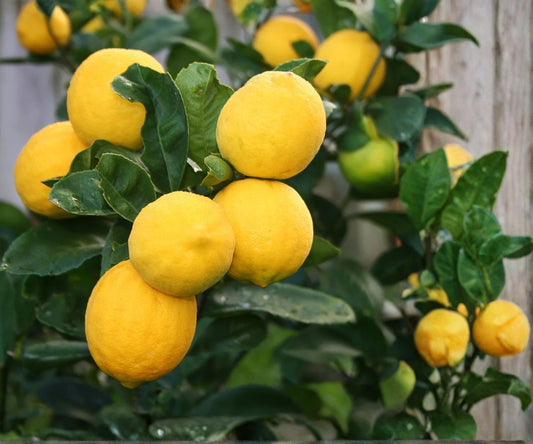 Meyer Lemon Tree Live Plant | 1-Gallon Pot Indoor Outdoor Citrus Fruit Tree | Fragrant, Juicy Lemons, Easy Care