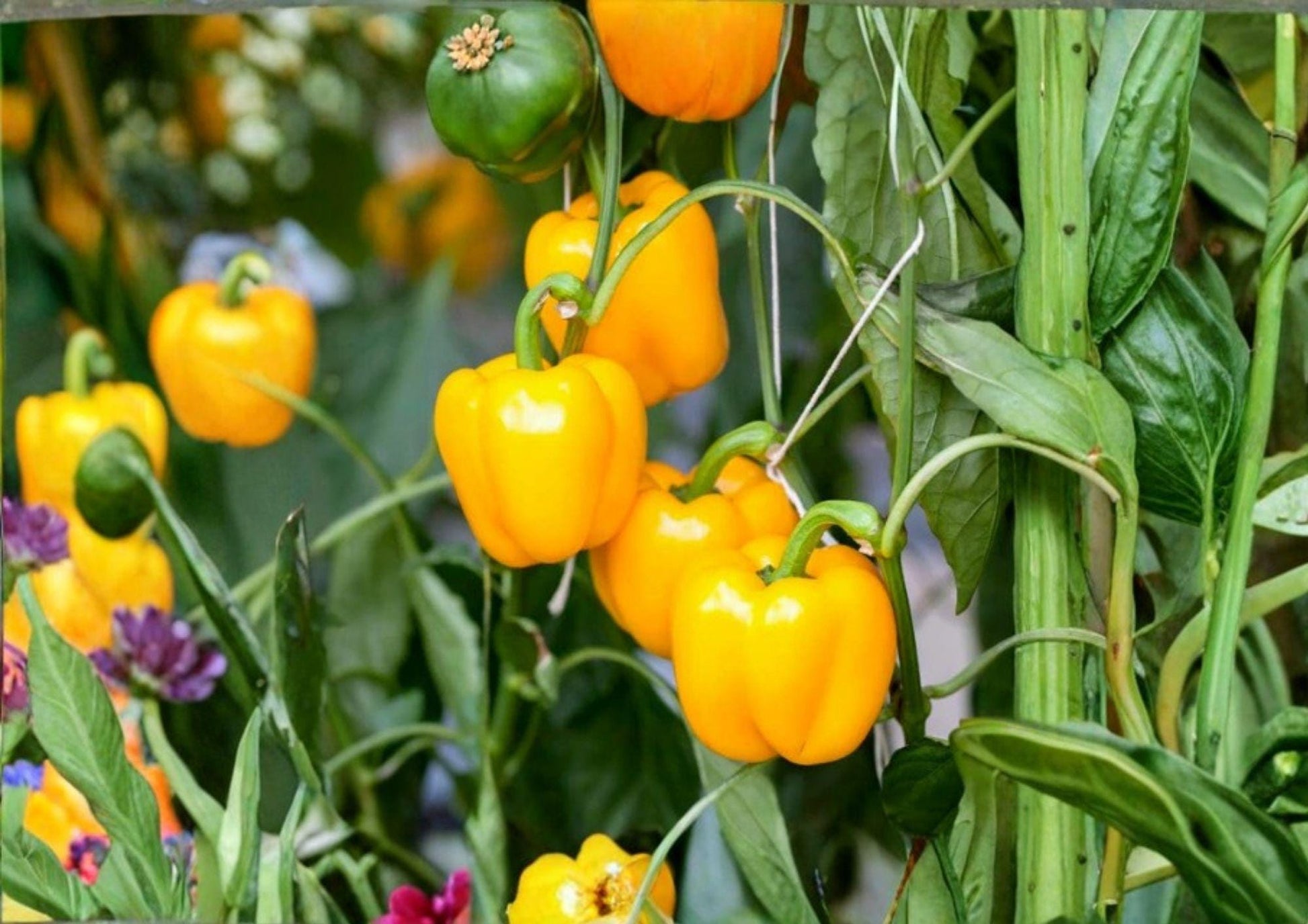 Mini Yellow Bell Pepper Seeds – Non-GMO Sweet Snack Peppers, High Yield, Garden Planting, BloomHaven Nursery