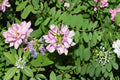 Crownvetch Seeds – Coronilla varia Herbaceous Perennial Ground Cover Pink to White Flowers 30 Seeds