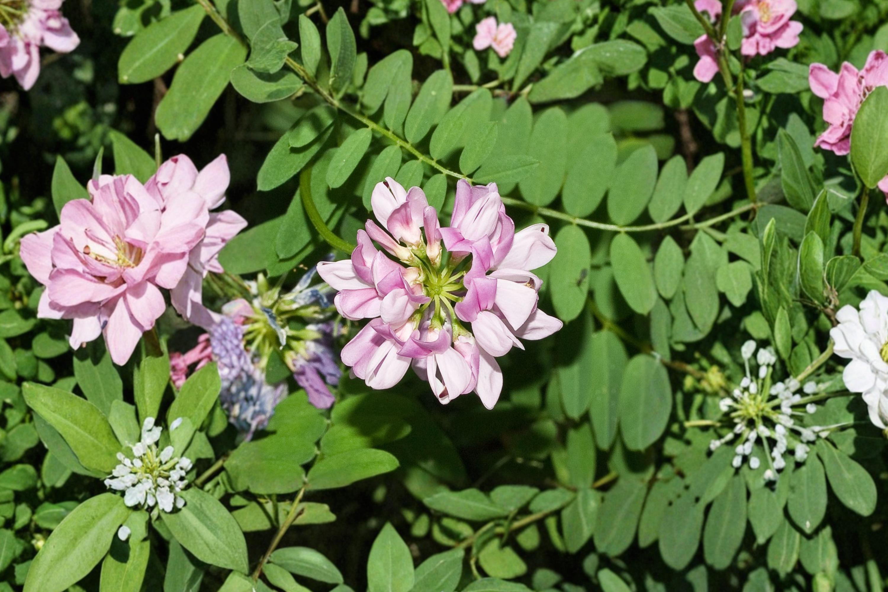 Crownvetch Seeds – Coronilla varia Herbaceous Perennial Ground Cover Pink to White Flowers 30 Seeds