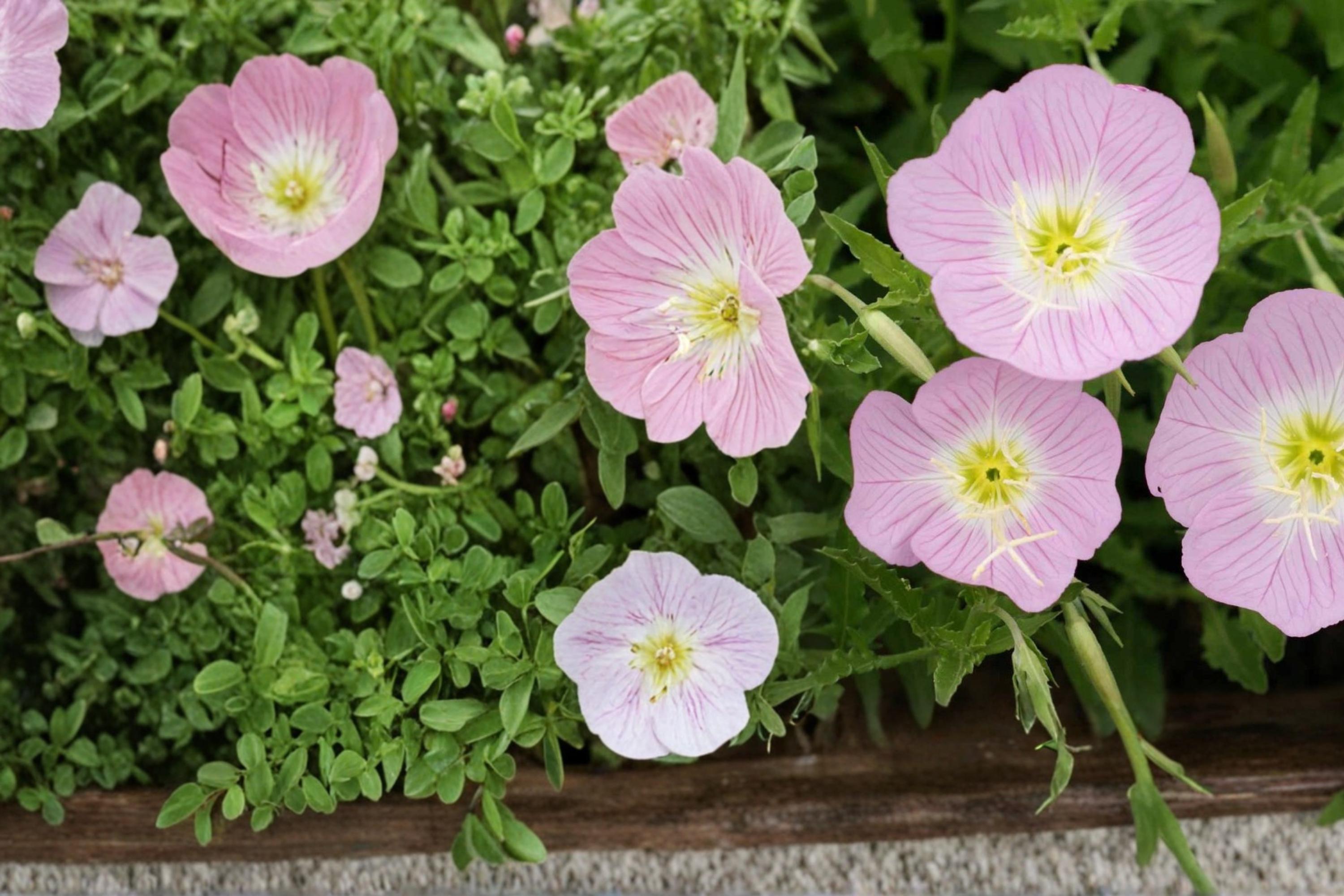 Showy Evening Primrose Seeds – Oenothera speciosa – Pink & White Perennial Ground Cover for Gardens